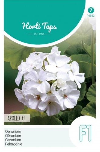 Pelargonium Apollo F1 Hybrid White, Muškát  cca 10 semien